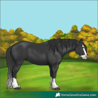 Horse Color:Black Splash 