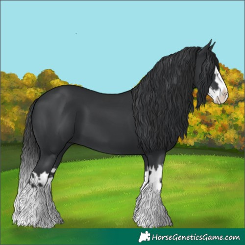Horse Color:Black Splash  and Black Splash 