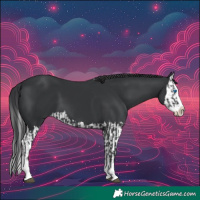 Horse Color:Black Splash  and Black Splash 