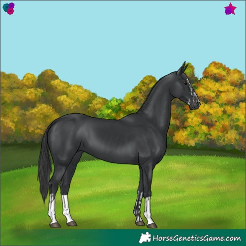 Horse Color:Black Splash  and Black 