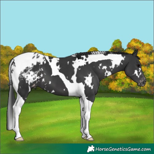 Horse Color:White Spotted Black Tobiano Appaloosa 