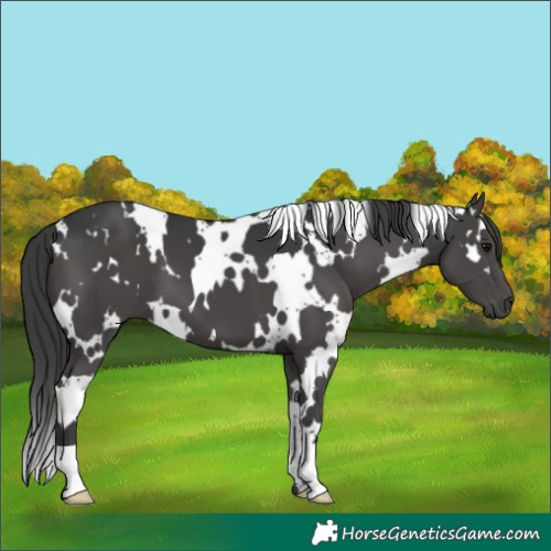 Horse Color:White Spotted Black 