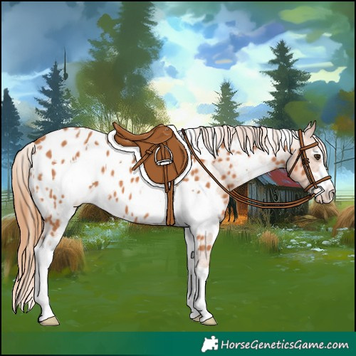 Horse Color:White Spotted Chestnut Appaloosa 
