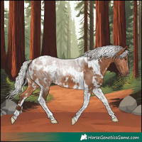 Horse Color:White Spotted Silver Bay Tobiano 