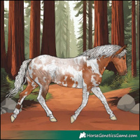 Horse Color:White Spotted Silver Bay Tobiano