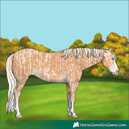 Horse Color:Cremello Splash  and Gray Cremello Splash 