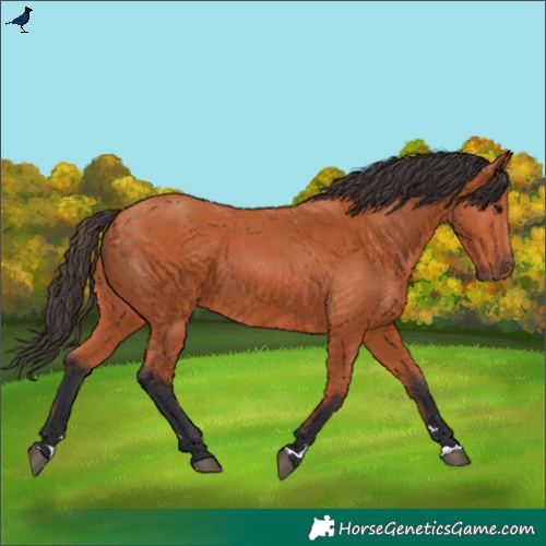 Horse Color:Bay 
