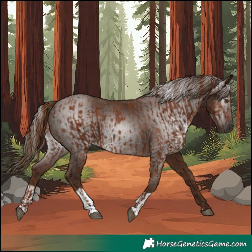 Horse Color:Chestnut  and Gray Chestnut 