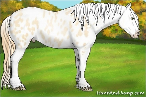 Horse Color:Gold Champagne Roan Pearl Dun Appaloosa 