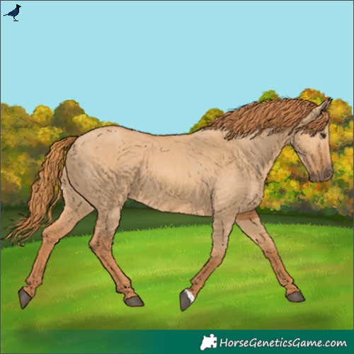Horse Color:Red Dun 