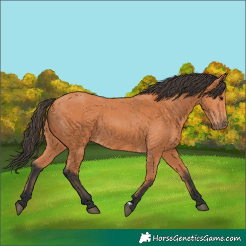 Horse Color:Bay 