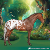 Horse Color:Silver Bay Appaloosa 