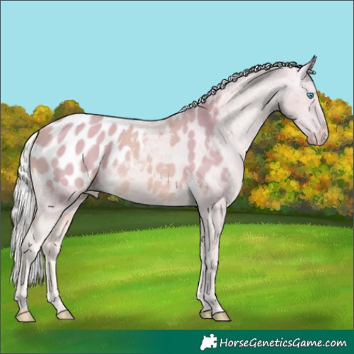 Horse Color:Watercolor Cremello Blanket 