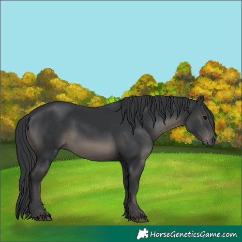 Horse Color:Black 