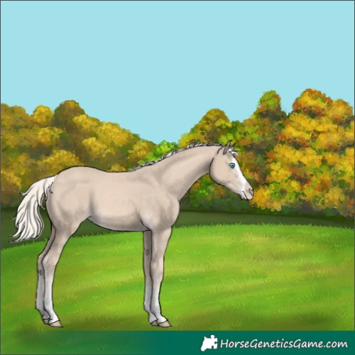 Horse Color:Cremello Splash  and Cremello Splash 