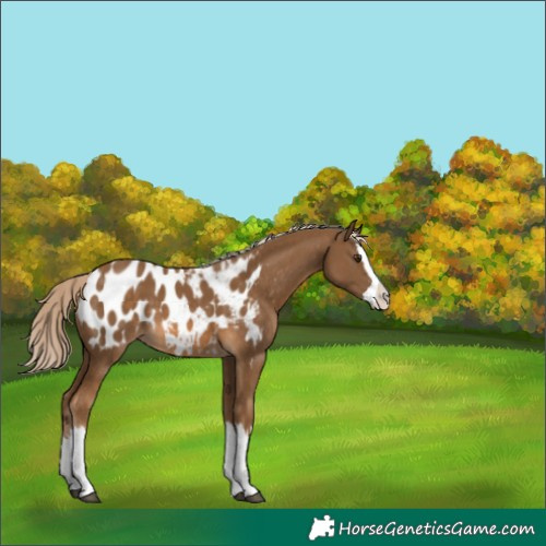Horse Color:Chocolate Palomino Splash Blanket