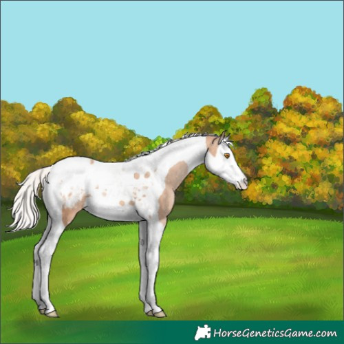 Horse Color:Silver Classic Champagne Splash Tobiano Varnish