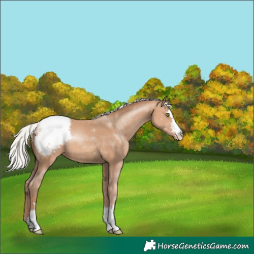 Horse Color:Silver Sable Champagne Varnish