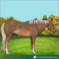Horse Color:Chocolate Palomino 