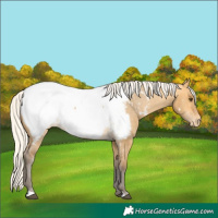 Horse Color:Silver Buckskin Dun Appaloosa 