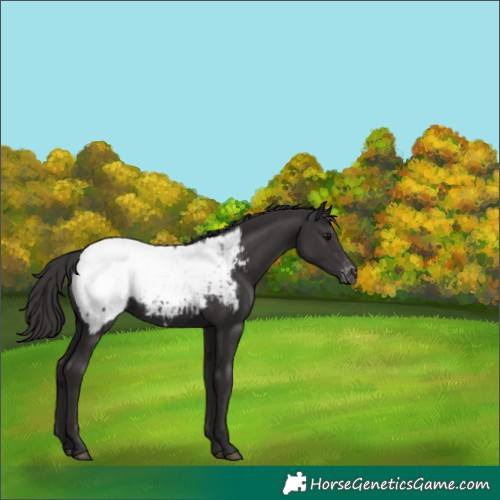 Horse Color:Smoky Black Snowcap 