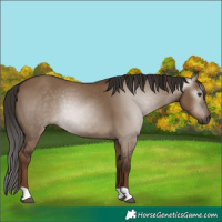 Horse Color:Gray Liver Red Dun 
