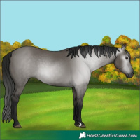 Horse Color:Gray Grullo 