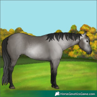 Horse Color:Gray Grullo 