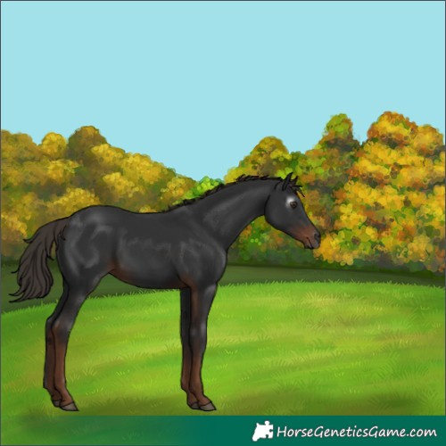 Horse Color:Gray Liver Chestnut 