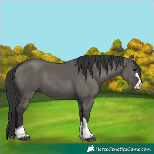 Horse Color:Grullo Rabicano 
