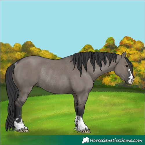Horse Color:Grullo Rabicano 