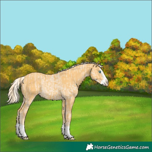 Horse Color:Unknown 