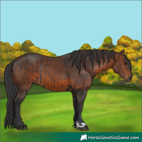Horse Color:Black  and Brown 
