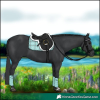 Horse Color:Black  and Black 