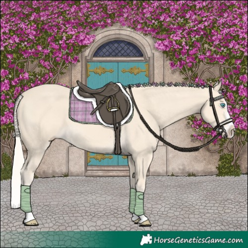 Horse Color:Cremello Splash  and Cremello Splash 