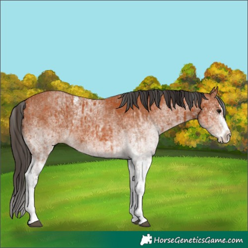 Horse Color:White Spotted Bay Splash and White Spotted Bay Splash