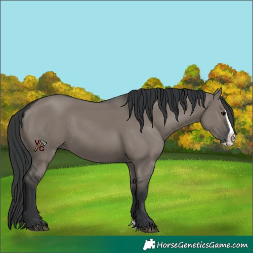Horse Color:Grullo Splash 