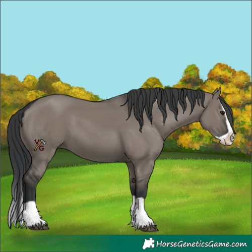 Horse Color:Grullo Splash 