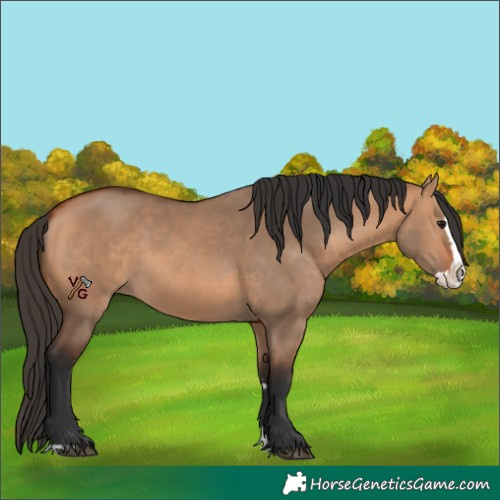 Horse Color:Bay Dun Splash 