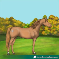 Horse Color:Chestnut 