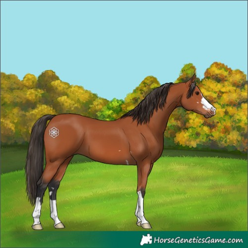 Horse Color:Bay 