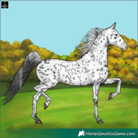 Horse Color:Black Appaloosa 