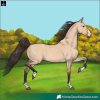 Horse Color:Bay Dun