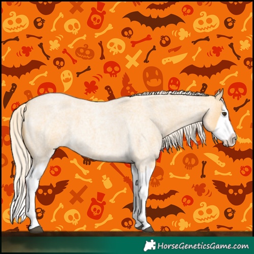 Horse Color:Palomino Roan Splash