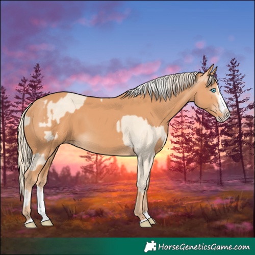 Horse Color:Cremello Splash  and Gray Cremello Splash 