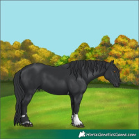 Horse Color:Black Tobiano 