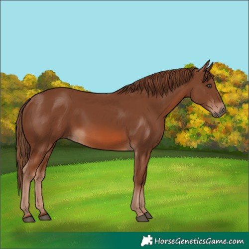 Horse Color:Chestnut 