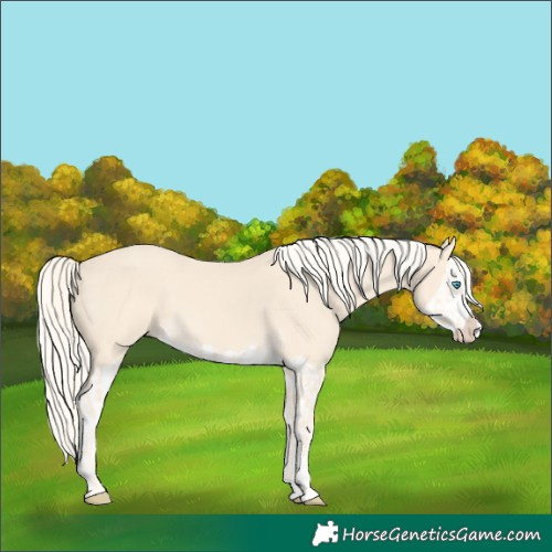 Horse Color:Cremello Splash  and Cremello Splash 
