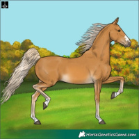 Horse Color:Palomino