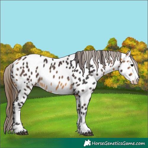 Horse Color:Buckskin Near Leopard 